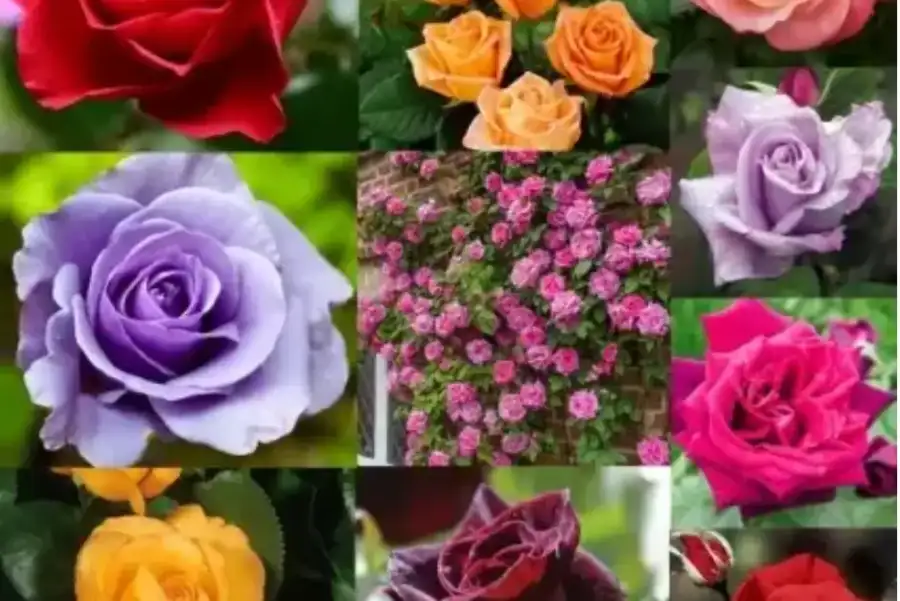 Мікс з 10 різних троянд 